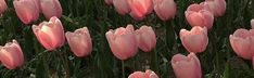 many pink tulips are growing in the field