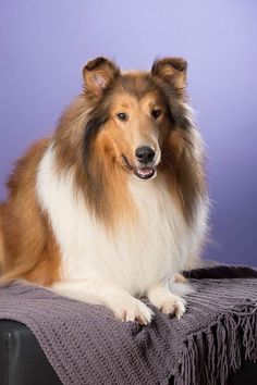 a brown and white dog sitting on top of a black chair next to a purple wall