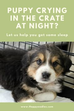 Sleep Training Puppy, Tips For Getting A Puppy, Getting A New Puppy Tips, Puppy Kennel Training, Things For A Puppy, Create Training Puppies, Puppy Night Training Sleep, Puppy First Night Home, How To House Train A Puppy