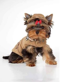 a small brown dog wearing a hat and sweater with a bow on it's head