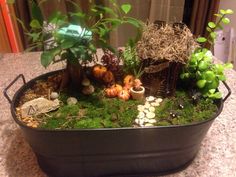 a potted plant sits in the middle of a counter top with moss and mushrooms