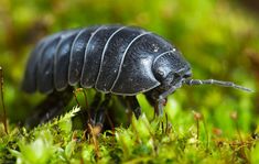 a close up of a black insect on some grass