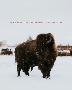 a bison standing in the snow with words above it