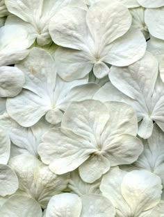 white flowers with green dots in the background