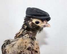 a close up of a bird wearing a hat