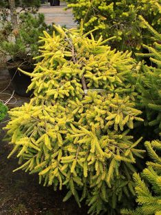 a close up of a pine tree with yellow needles