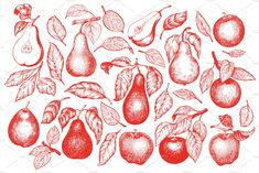 apples, pears and leaves on a white background with red pencil drawing style illustration