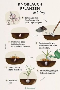 an info poster explaining how to grow onions in the ground with instructions on how to plant them