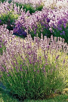 lavender plants are growing in the grass