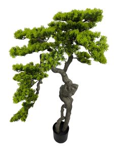 a bonsai tree in a black pot on a white background