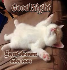 a white cat laying on top of a couch with the caption good night sweet dreams take care