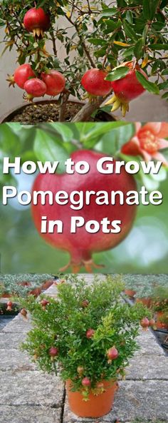 how to grow pomegranate in pots