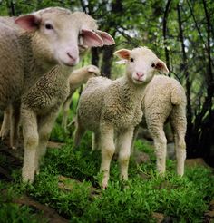 two lambs are standing in the grass near some trees and bushes, one is looking at the camera