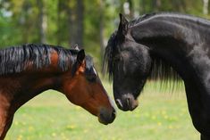 two horses standing next to each other in a field