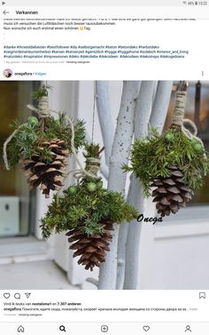 some pine cones are hanging from a tree