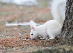 a small white squirrel standing next to a tree