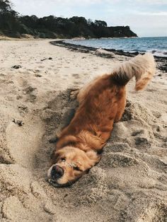 a brown dog laying on top of a sandy beach