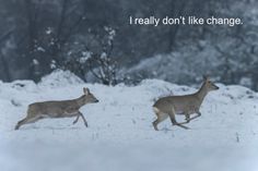 two deer running in the snow with a quote above it that says i really don't like change