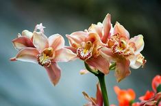 two pink and yellow flowers are in the foreground with other red and orange flowers