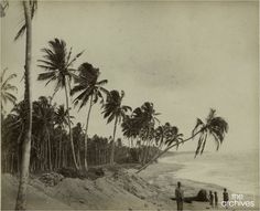 an old black and white photo of people walking on the beach with palm trees in the foreground