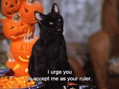 a black cat sitting on top of a table next to pumpkins and jack - o'- lanterns