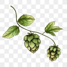 two green hops hanging from a branch, with leaves on the top and bottom