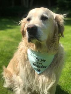 a dog wearing a bandana that says it's my 1st birthday