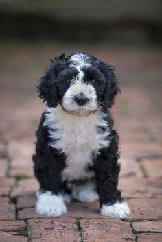 a small black and white dog sitting on top of a brick floor