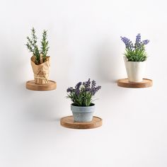 three potted plants sitting on top of wooden shelves