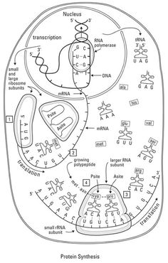 a diagram of the structure of an animal cell