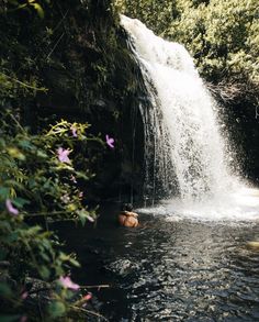 a man is swimming in the water near a waterfall and some pink flowers on the bank