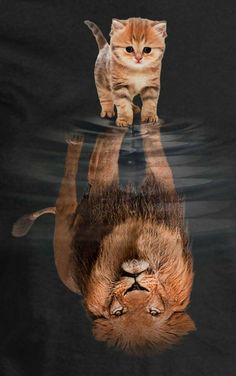 a cat is reflected in the water with its reflection