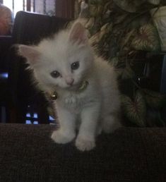 a small white kitten sitting on top of a chair