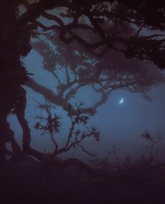 a foggy night with the moon in the distance and trees blowing in the wind