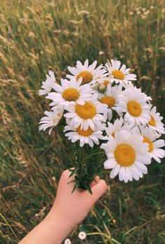 a hand holding a bunch of white and yellow daisies in a grassy field with wildflowers