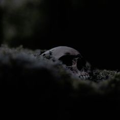 a skull in the dark with moss growing on it