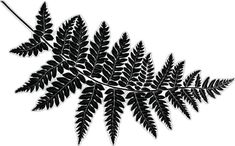 a black and white drawing of a fern leaf