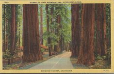 an old postcard shows the road through redwood trees