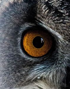 an owl's yellow eye is seen in this close up photo from the side