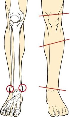 an image of a diagram of the foot and lower limb muscles with labels on each side