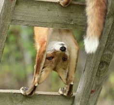 two foxes climbing up the side of a wooden ladder together, with one looking at the camera