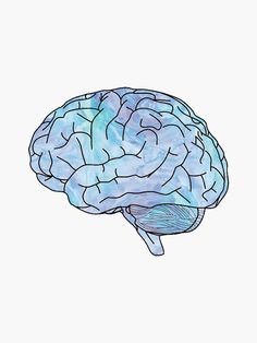 a drawing of a human brain on a white background