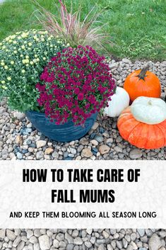 fall mums and pumpkins on the ground with text overlay that reads how to take care of fall mums and keep them blooming all season long