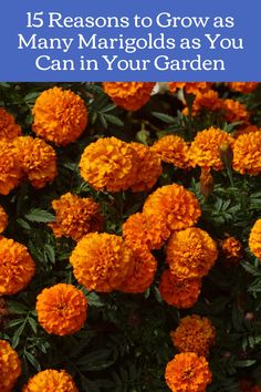 orange flowers with the title 15 reasons to grow as many marjods as you can in your garden