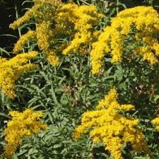 some yellow flowers are growing in the grass