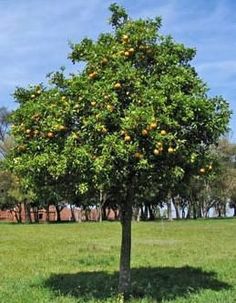 an orange tree in the middle of a grassy field