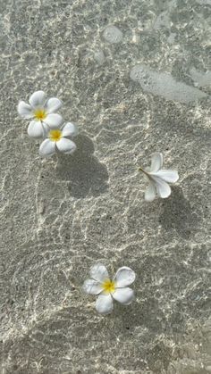 three small white flowers are on the sand