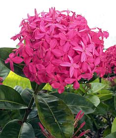 pink flowers are blooming in the garden next to some green leaves and water behind them