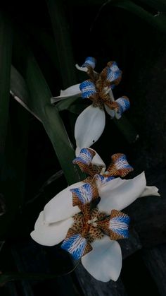 two white flowers with blue and brown stripes in the middle of their petals, on top of green leaves