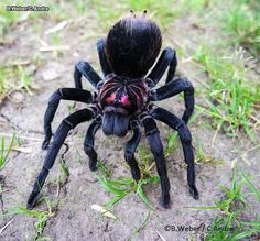 a close up of a spider on the ground